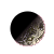 Urichkl.png
