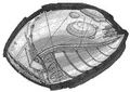 607 shree.jpg