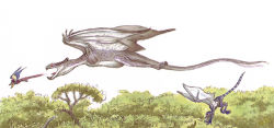 Accipipteros.jpg