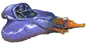 Coralskipper bg.jpg