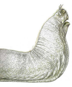 Dagobahriesenschnecke.jpg