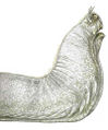 Dagobahriesenschnecke.jpg