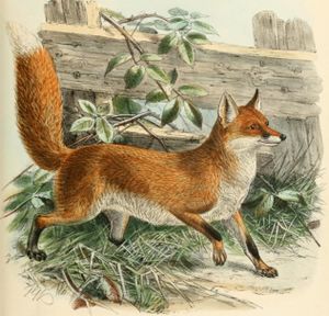 Fuchs.jpg