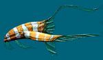Gumfish.jpg