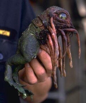 KlatooinePaddyFrog.jpg