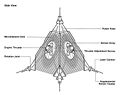 Swarm-class droid schema.JPG